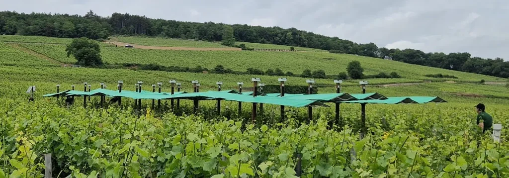 bienesis startup agrotech vignoble frise4 bienesis startup agrotech vignoble frise4